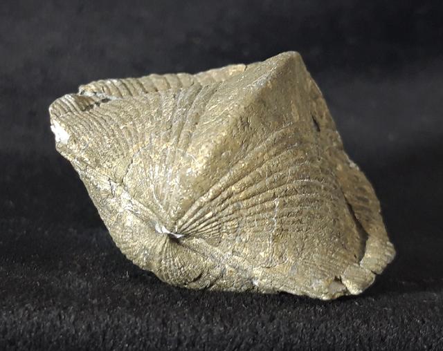 Paraspirifer bownockeri (STEWART 1927) - Bild &copy; FossNet FossilienStore